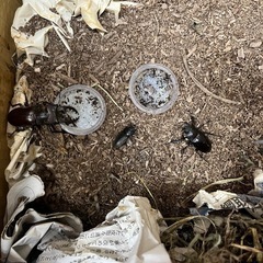 昆虫　くわがた　クワガタ　 オス、メス、子供
の画像