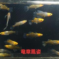 取引中【改良メダカ】🐠竜章鳳姿RLF🐠若魚🐠現物🐠の画像