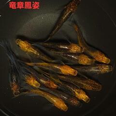 取引中【改良メダカ】🐠竜章鳳姿RLF🐠若魚🐠現物🐠の画像