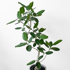 観葉植物 フィカス ベンガレンシス 150cmの画像