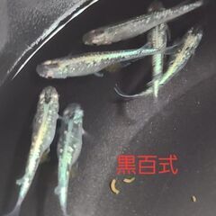 【メダカ】黒百式　若魚の画像