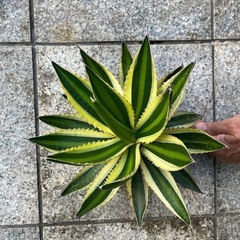 アガベ　五色万代の画像