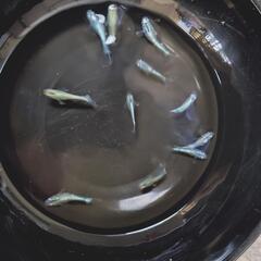 メダカ　エメキン　若魚　10匹の画像