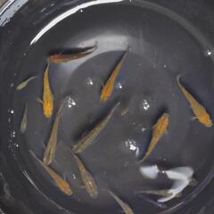 オリジナルメダカ　ヒレ長メダカ　F1　若魚(20mm以上)の画像