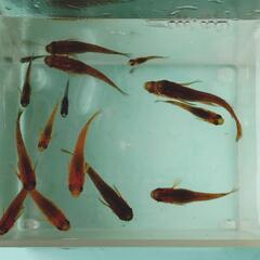 オリジナルメダカ　ヒレ長メダカ　F1　若魚(20mm以上)の画像