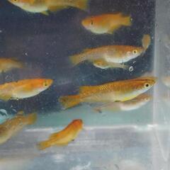 オリジナルメダカ　ヒレ長メダカ　F1　若魚(20mm以上)の画像