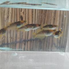 メダカ　竜章鳳姿(りゅうしょうほうし)　幼魚　の画像