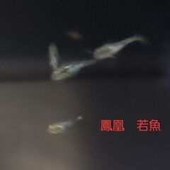 【メダカ】鳳凰　若魚の画像