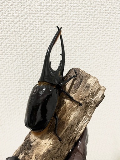 ネプチューンオオカブト