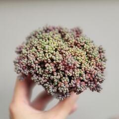 パープルヘイズ 多肉植物の画像
