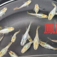 【メダカ】鳳凰　成魚オス2メス3の画像
