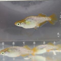 【メダカ】鳳凰　成魚オス2メス3の画像