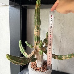 サボテン　鉢付きの画像
