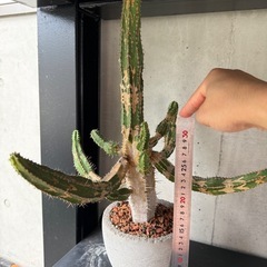 サボテン　鉢付きの画像