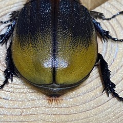 エクアトリアヌスペア
の画像
