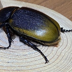 エクアトリアヌスペア
の画像