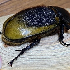 エクアトリアヌスペア
の画像