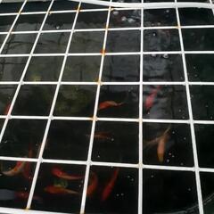 金魚の画像