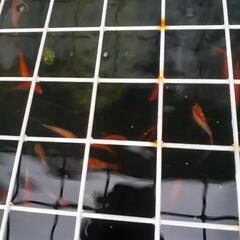 金魚の画像