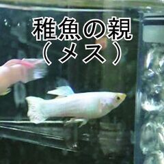 受け渡し者決まりました　プラチナホワイト　フルゴールド　グッピー...