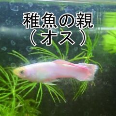 受け渡し者決まりました　プラチナホワイト　フルゴールド　グッピー　稚魚10匹＋ｵﾏｹの画像