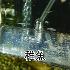 受け渡し者決まりました　プラチナホワイト　フルゴールド　グッピー　稚魚10匹＋ｵﾏｹの画像