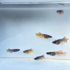 メダカ　墨虎　11匹+α 無選別　　の画像