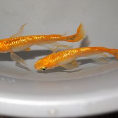 メダカ　サンシャインヒレ長稚魚(1.5㎝~2.5㎝位）10匹の画像