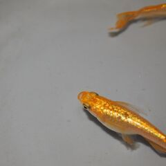 メダカ　サンシャインヒレ長稚魚(1.5㎝~2.5㎝位）10匹の画像