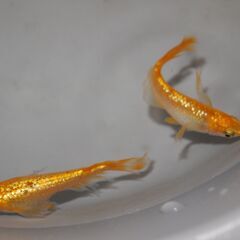 メダカ　サンシャインヒレ長稚魚(1.5㎝~2.5㎝位）10匹の画像