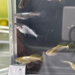 橙(とう)メダカ⭐︎めだかの画像