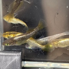 橙(とう)メダカ⭐︎めだかの画像