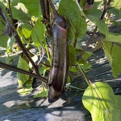 野菜（夏野菜）の画像