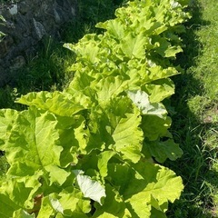 野菜（夏野菜）の画像