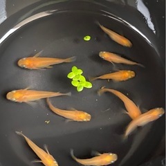 楊貴妃ショート🧡　10匹 メダカ　めだかの画像