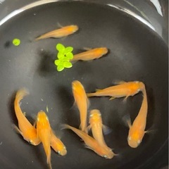楊貴妃ショート🧡　10匹 メダカ　めだかの画像