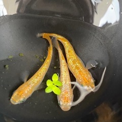 キングギドラ🐦‍🔥　3匹メダカ　トリオ　メス2オス1 の画像