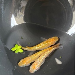 キングギドラ🐦‍🔥　3匹メダカ　トリオ　メス2オス1 の画像