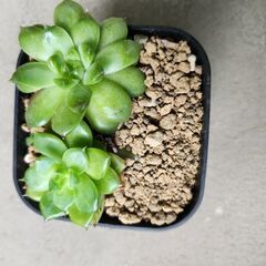 多肉植物セット　エケベリアの画像