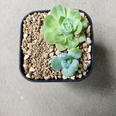 多肉植物セット　エケベリアの画像