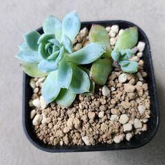 多肉植物セット　エケベリアの画像