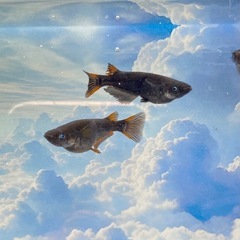 極上五式系ブルーアイ🩵ペア➕オス1 の画像