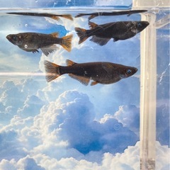 極上五式系ブルーアイ🩵ペア➕オス1 の画像