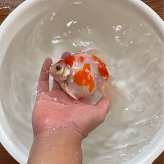 金魚の画像