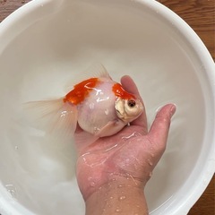 金魚の画像