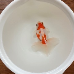 金魚の画像