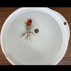 金魚の画像