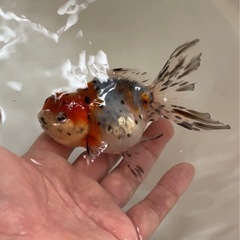 金魚の画像