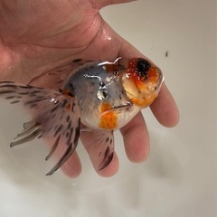 金魚の画像