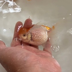 金魚の画像